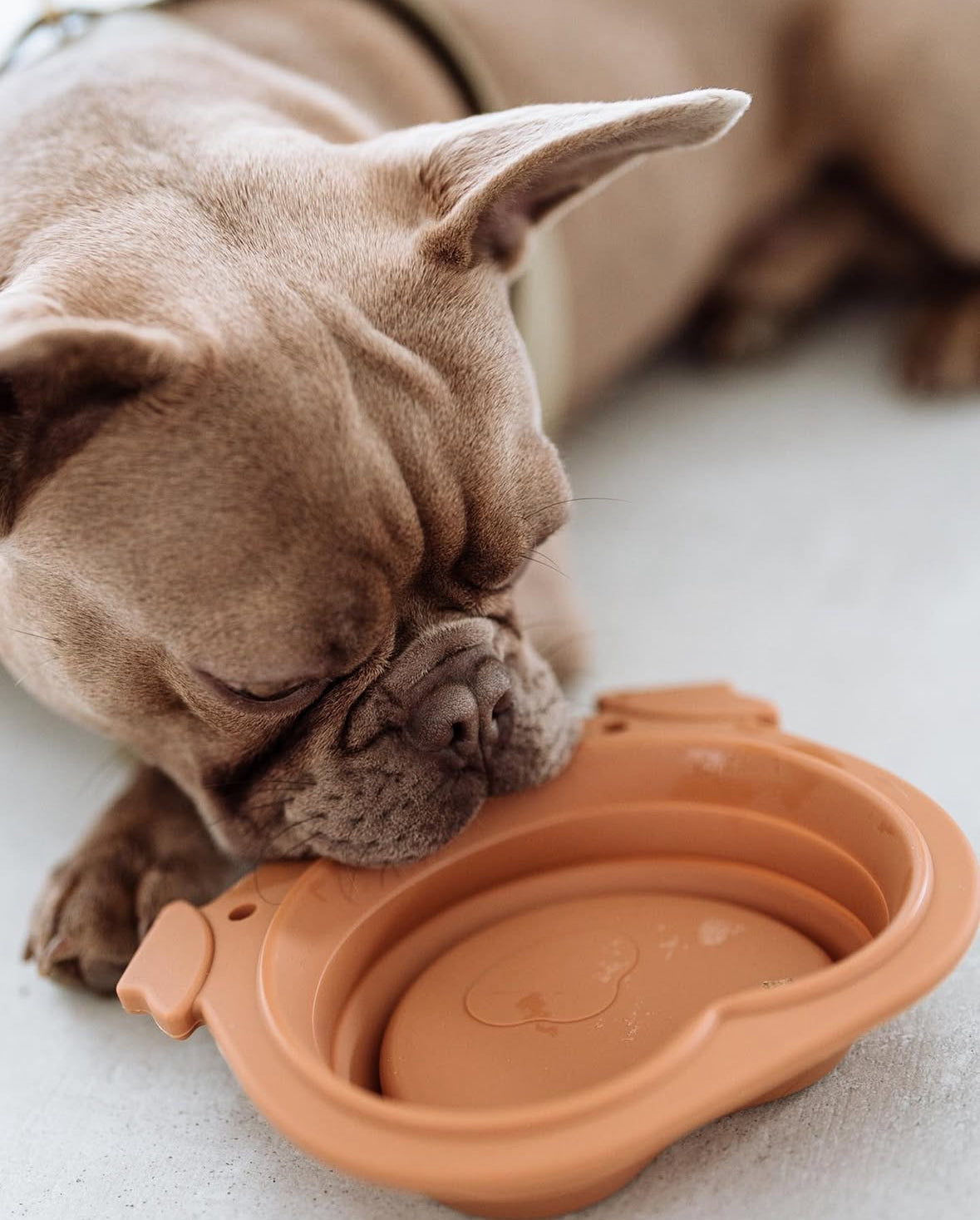 Bark 'n' Bowl