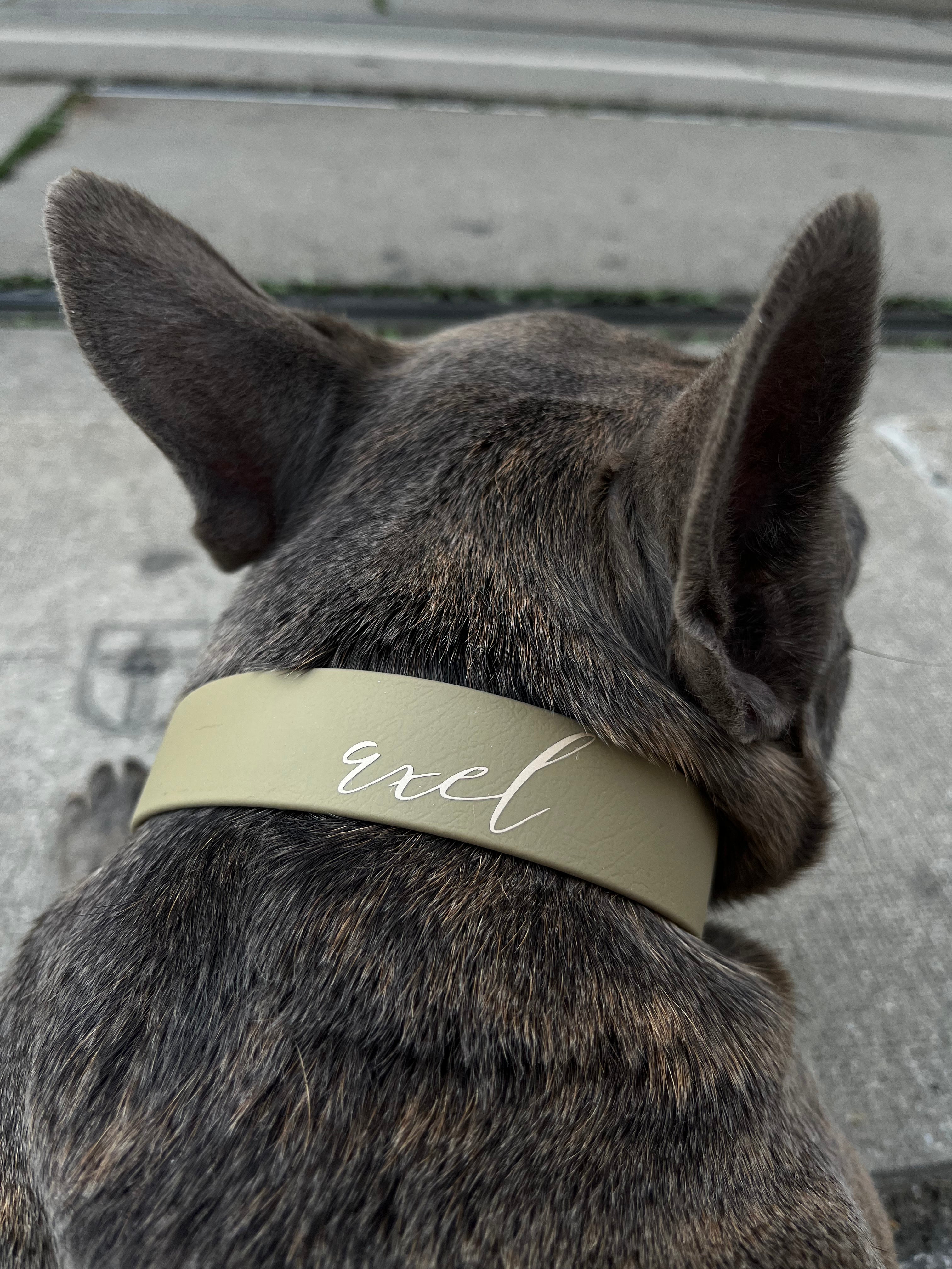 louis vuitton custom pet name collar frenchie dog