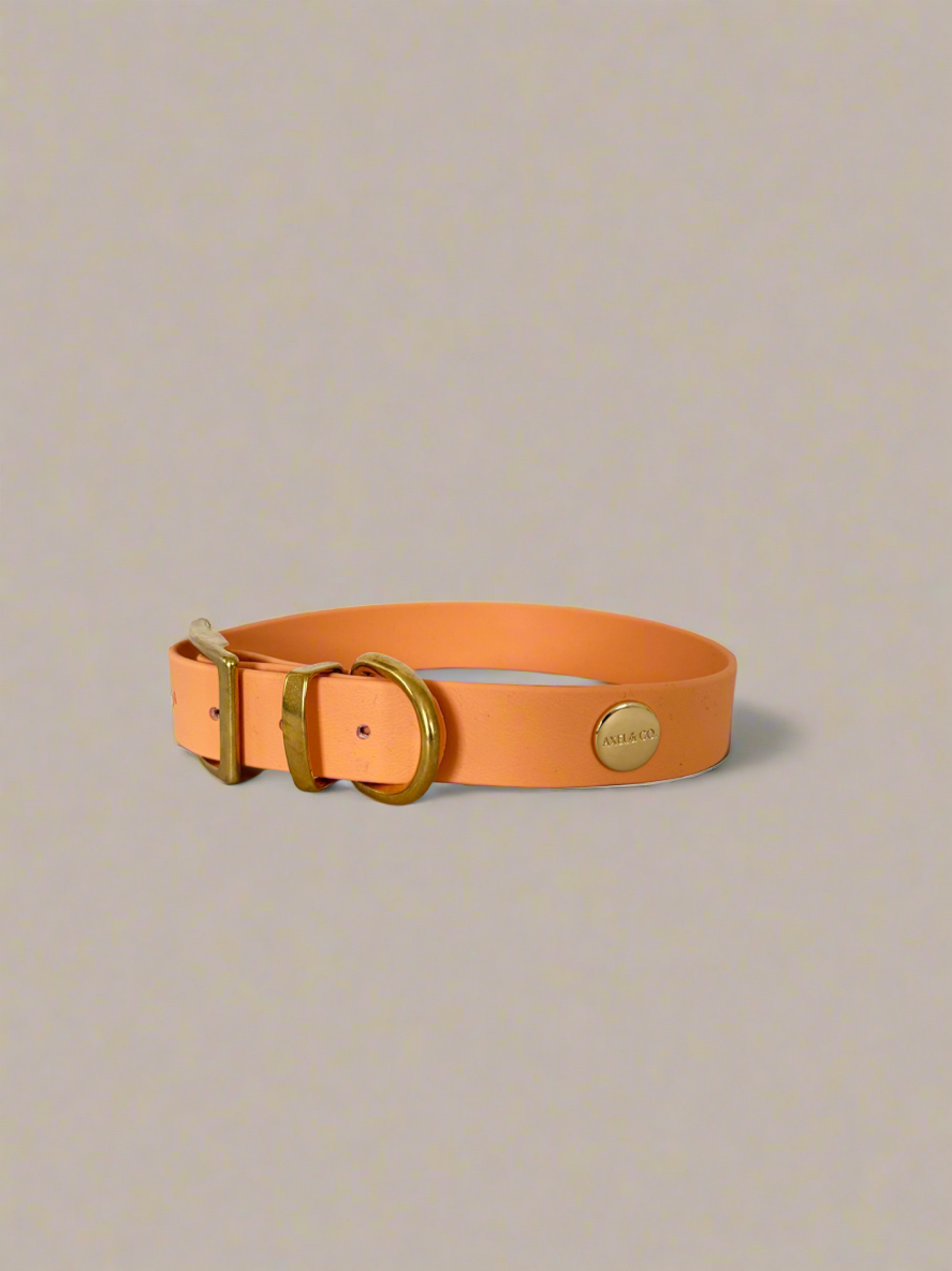 Apricot Classic Collar
