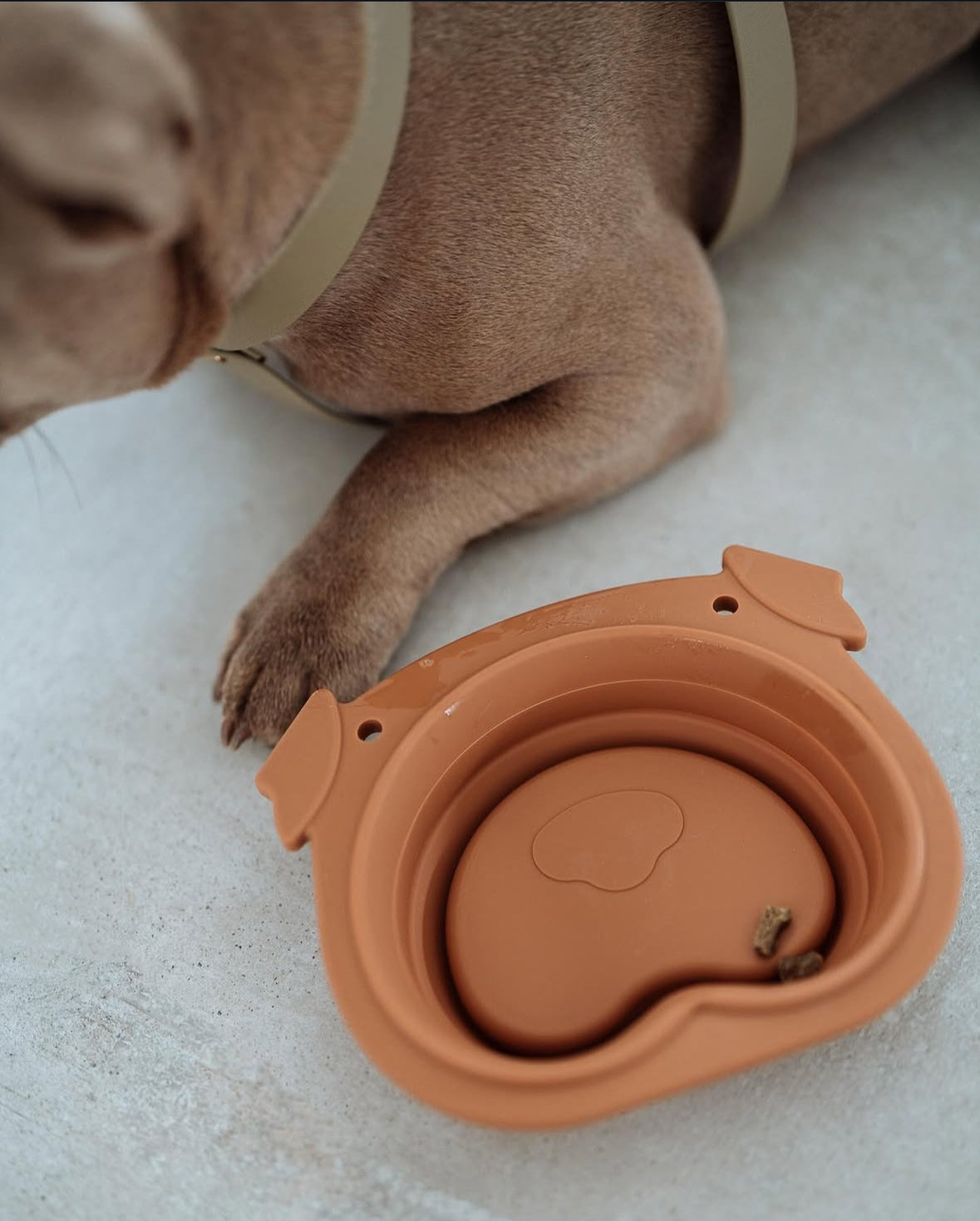 Bark 'n' Bowl