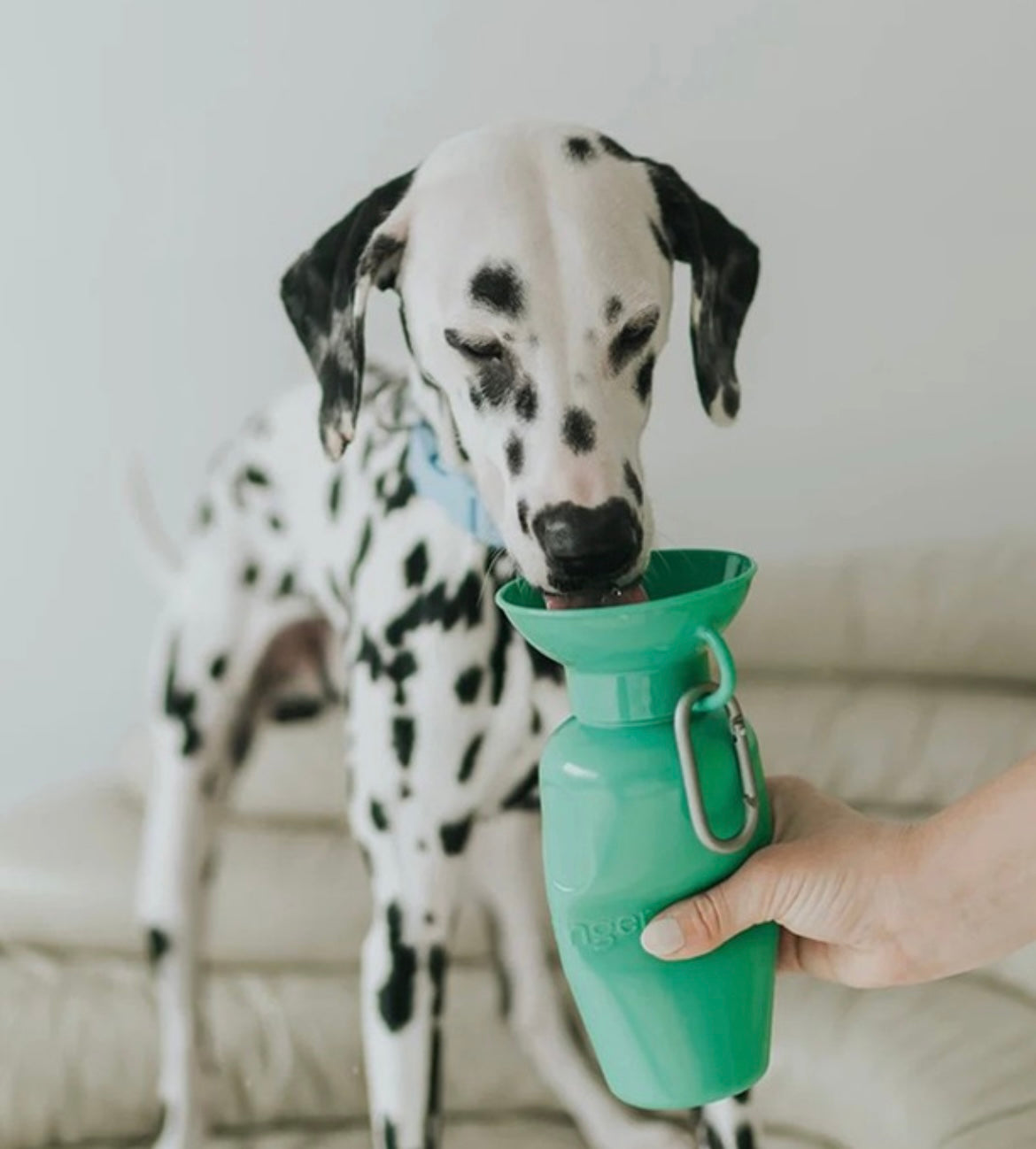 Dog Travel Water Bottle (Springer)